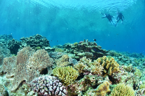 海空双体验——浮潜与帆伞滑翔